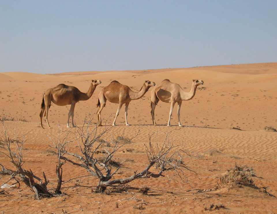 Immer wieder zu sehen wilde Camele in der Wüste während der Offroad Tour der 4x4 Exploring GmbH. Offorad Oman  | © 4x4 Exploring GmbH