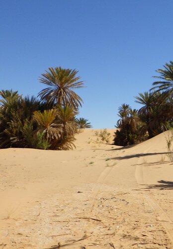 Trailabschnitt in einer Oase mit Palmen und wohltuenden Schatten. Offroad Marokko  | © 4x4 Exploring GmbH