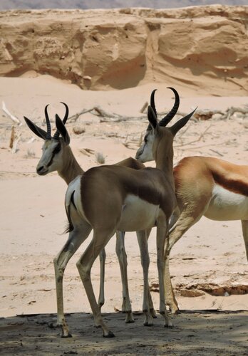 Eine Begegnung mit einer Gruppe Antilopen. Offroad Namibia | © 4x4 Exploring GmbH