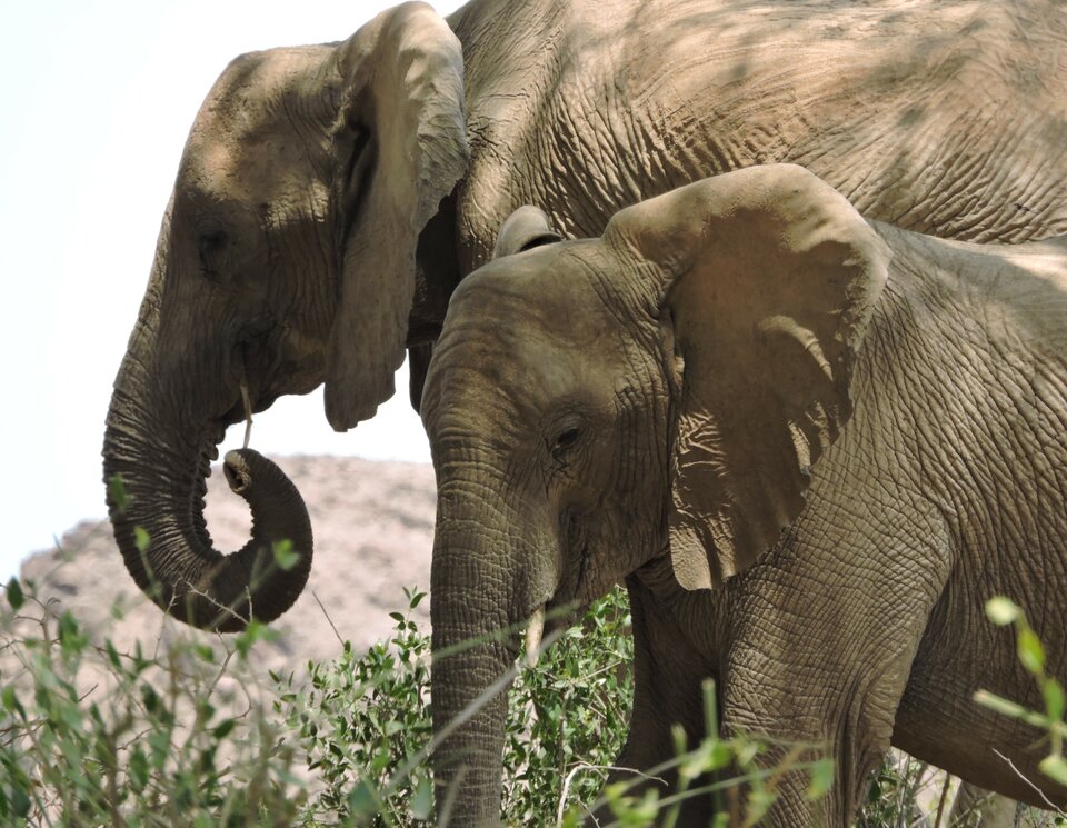 Eine Begegnung mit Elefanten  während einer Offroadtour in Namibia. Offroad Namibia | © 4x4 Exploring GmbH
