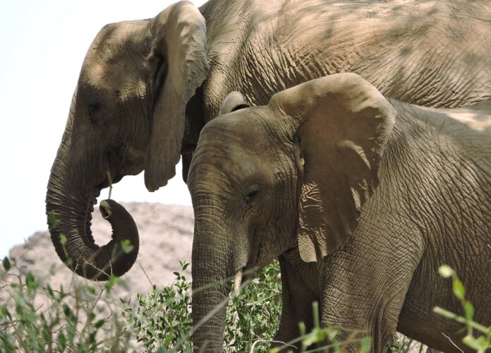 Eine Begegnung mit Elefanten  während einer Offroadtour in Namibia. Offroad Namibia | © 4x4 Exploring GmbH
