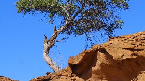 Ein Baum wächst wie aus dem Nichts auf einem kahlen Felsen. Offroad Namibia | © 4x4 Exploring GmbH