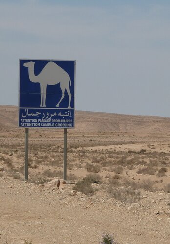 Ein Trailabschnitt in einer Region mit wilden Camelen. Offroad Tunesien | © 4x4 Exploring GmbH