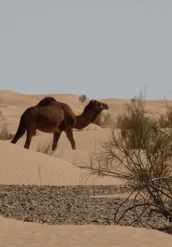 Nicht nur Sand sondern auch ein Wilder Camel ist auf dieser Offroad Tour zu sichten. Offroad Tunesien | © 4x4 Exploring GmbH