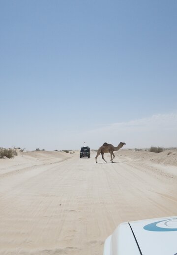 Ein Camel überquert eine sandige Piste während er den Verkehr stoppt. Offroad Tunesien | © 4x4 Exploring GmbH