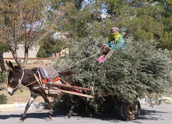 Ein Einheimischer Bauer transportiert viele grüne Zweige mit seinem Esel. Offroad Tunesien | © 4x4 Exploring GmbH