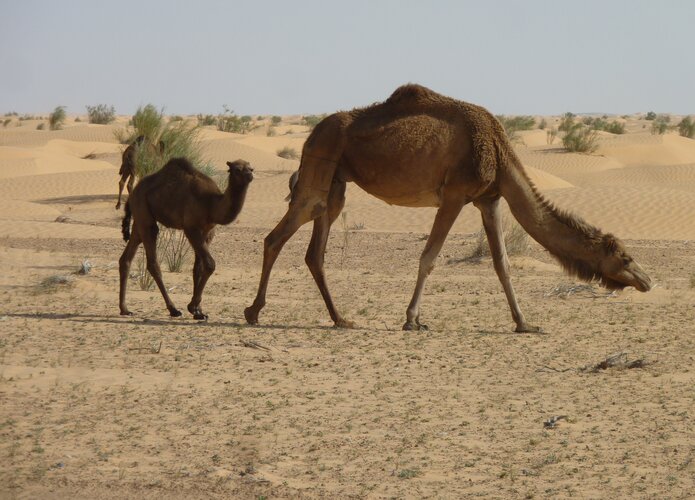 Immer wieder zu sehen wilde Camele während der Offroadtour mit der 4x4 Exploring GmbH. Offroad Tunesien | © 4x4 Exploring GmbH