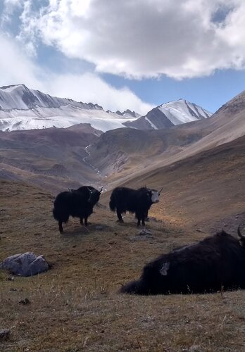 Eine Begegnung mit einheimischen wilden Yak den wir immer wieder auf unserer Reise begegnen. Offroad Kirgistan.  | © 4x4 Exploring GmbH