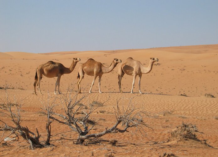 Immer wieder zu sehen wilde Camele in der Wüste während der Offroad Tour der 4x4 Exploring GmbH. Offorad Oman  | © 4x4 Exploring GmbH