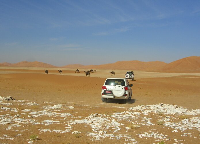 Die Expeditionsgruppe der 4x4 Exploring GmbH schliesst sich einer Camel Herde an. Offroad Oman  | © 4x4 Exploring GmbH