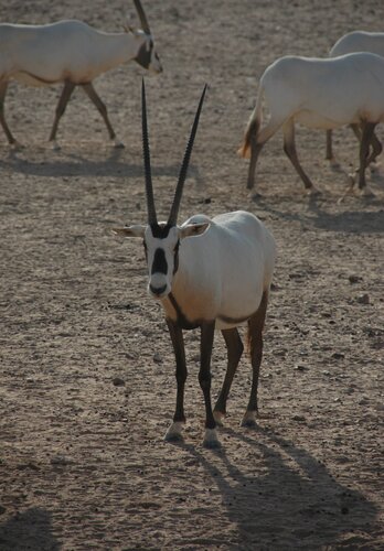 Auch seltene Wüstenbewohner wie der arabischer Oryx kriegen wir während der Offroad Tour mit der 4x4 Exploring GmbH zu sehen. Offroad Oman  | © 4x4 Exploring GmbH