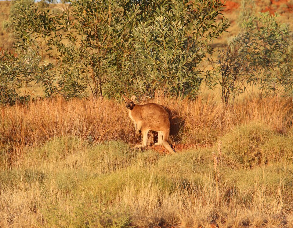 Eine Begegnung mit Känguru in der Wildnis. Zeit für einen Fotostopp entlang der Offroadstrecke.  | © 4x4 Exploring GmbH