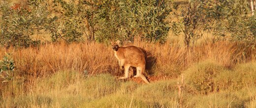 Eine Begegnung mit Känguru in der Wildnis. Zeit für ein der zahlreichen Foto-stopp entlang der Offroadstrecke.  | © 4x4 Exploring GmbH