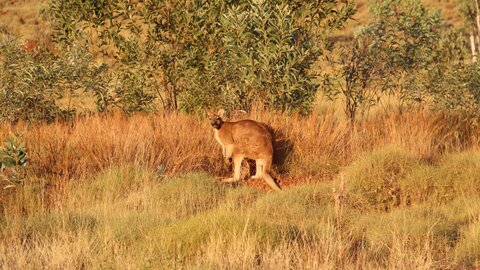 Eine Begegnung mit Känguru in der Wildnis. Zeit für einen Fotostopp entlang der Offroadstrecke.  | © 4x4 Exploring GmbH