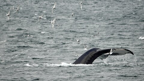 Wilde Natur auch im Meer in dem ein Wal zu sehen ist. Offroad Island | © 4x4 Exploring GmbH